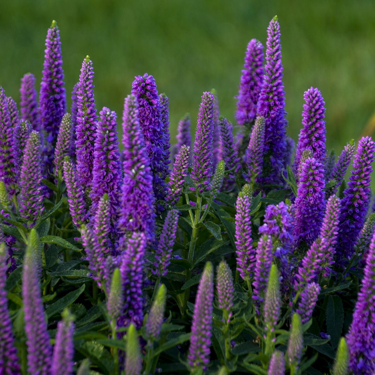 Veronica spicata