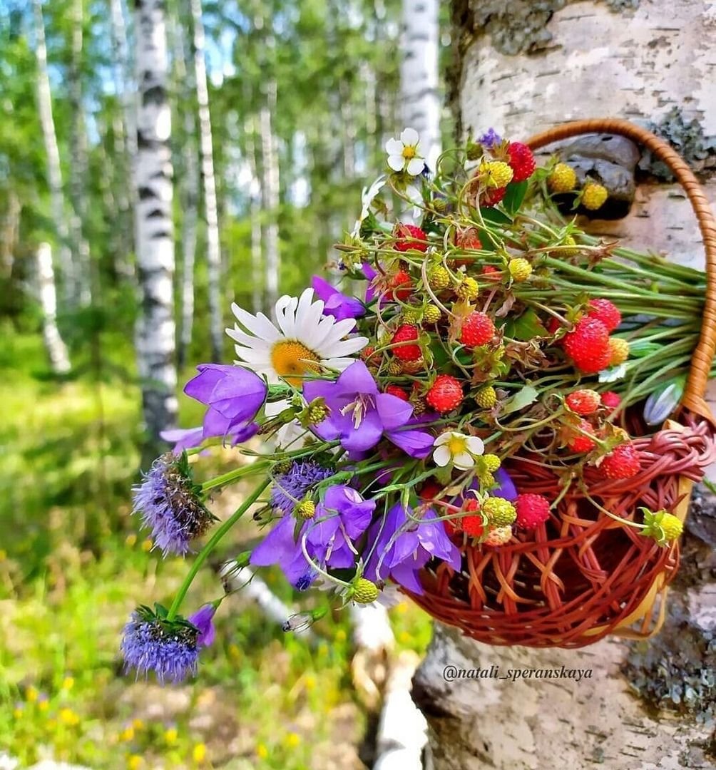 Полевые цветы и ягоды