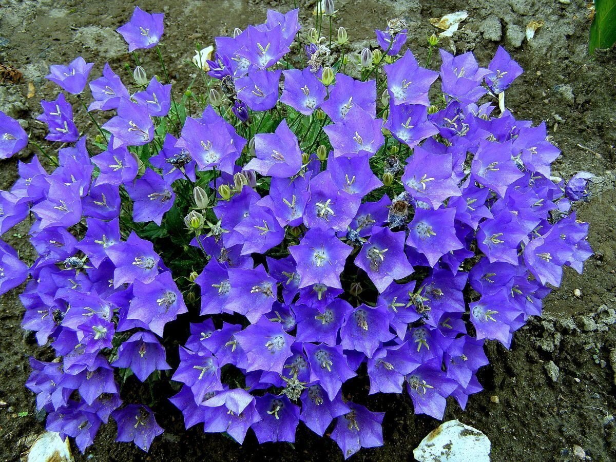 Цветы многолетники синие колокольчики
