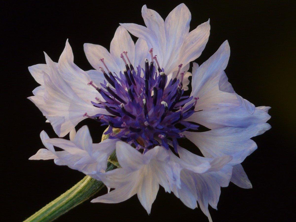 Василек прекрасный (Centaurea pulcherrima