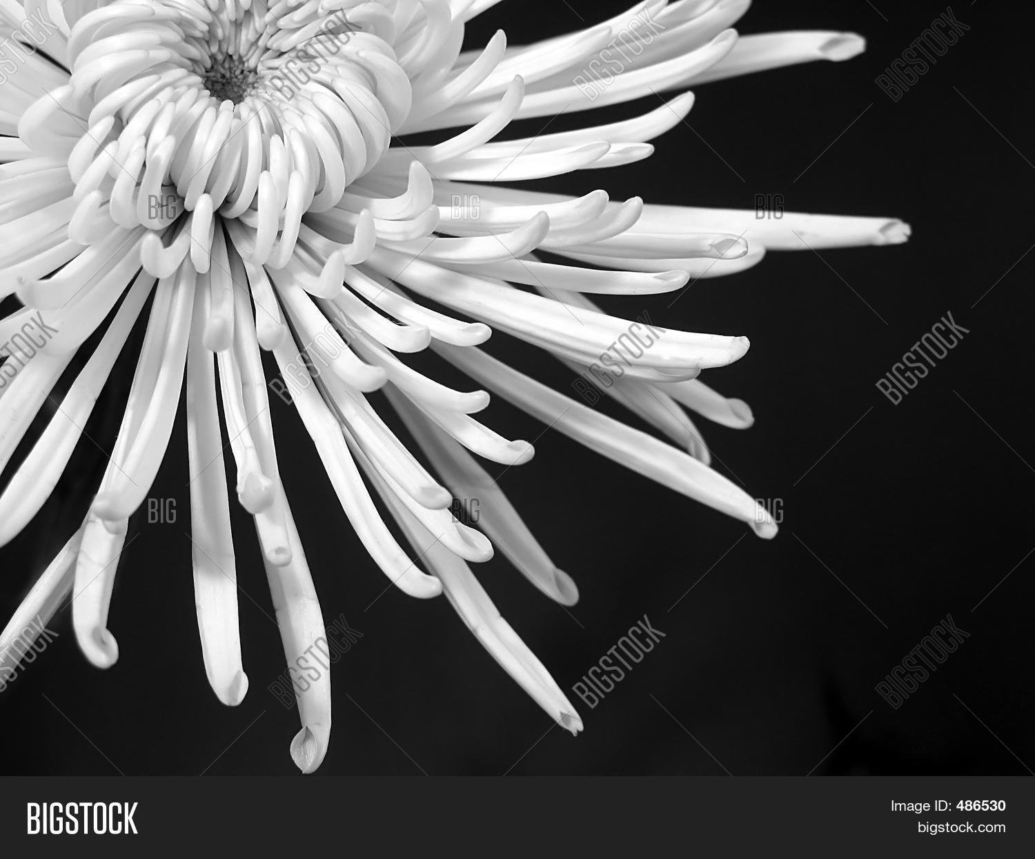 Цветы с длинными лепестками - 70 фото