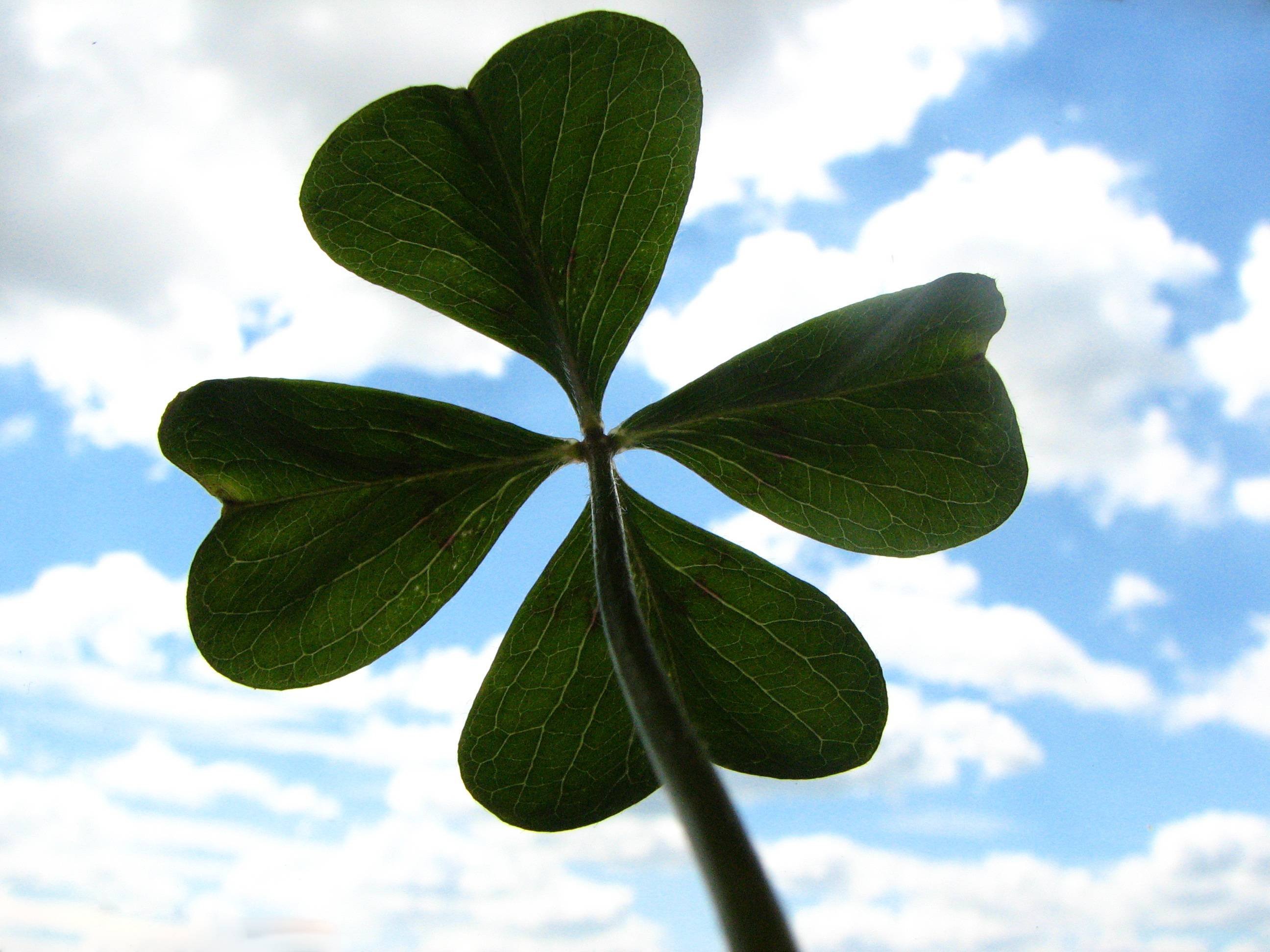 Какая бывает удача. Четырёхлистный Клевер символ удачи. Клевер растение четырехлистный Клевер. Клевер четырехлистник символ удачи. Ирландский Клевер четырехлистный.