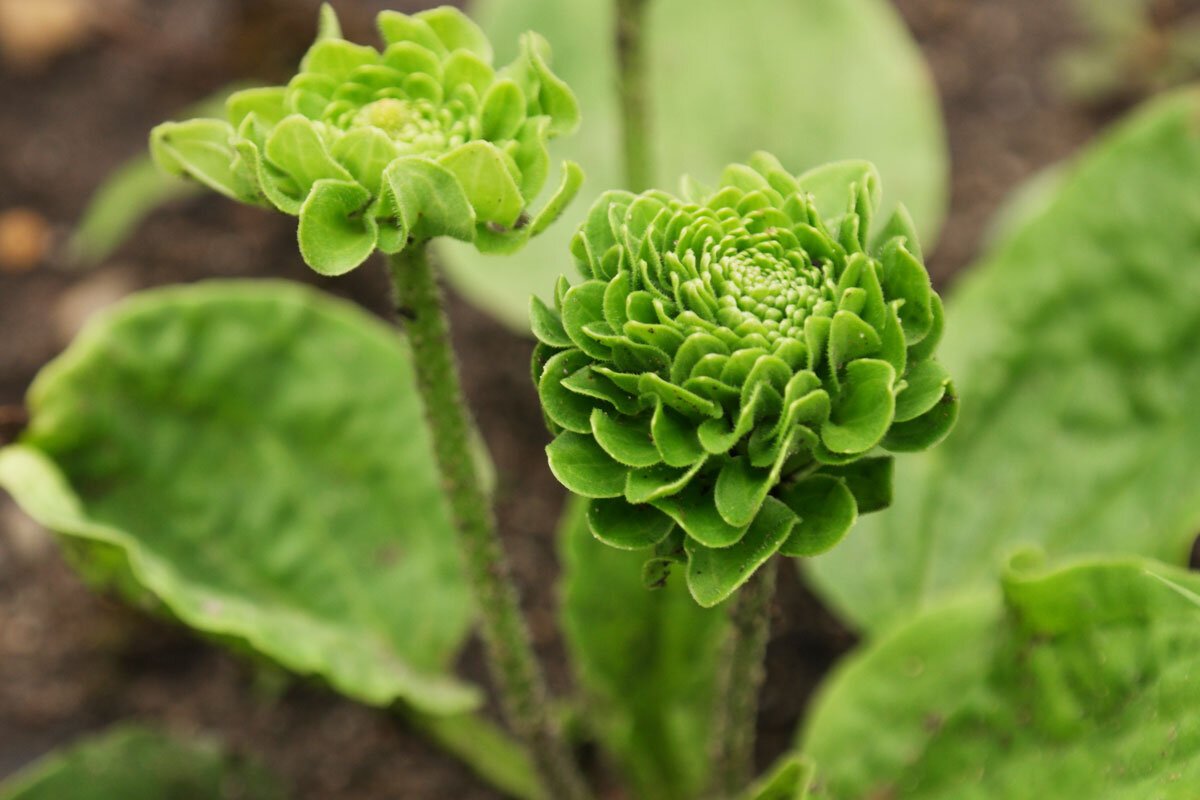 Подорожник Plantago Major variegata