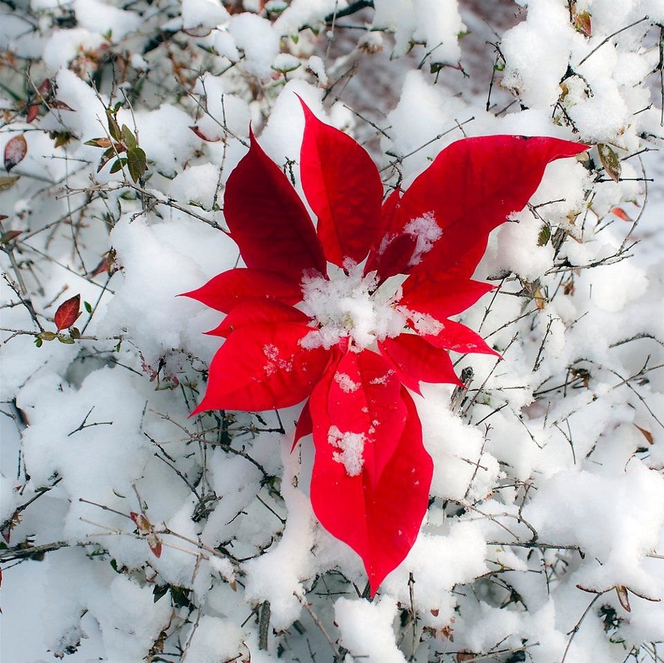Зимний цветок с красными цветами