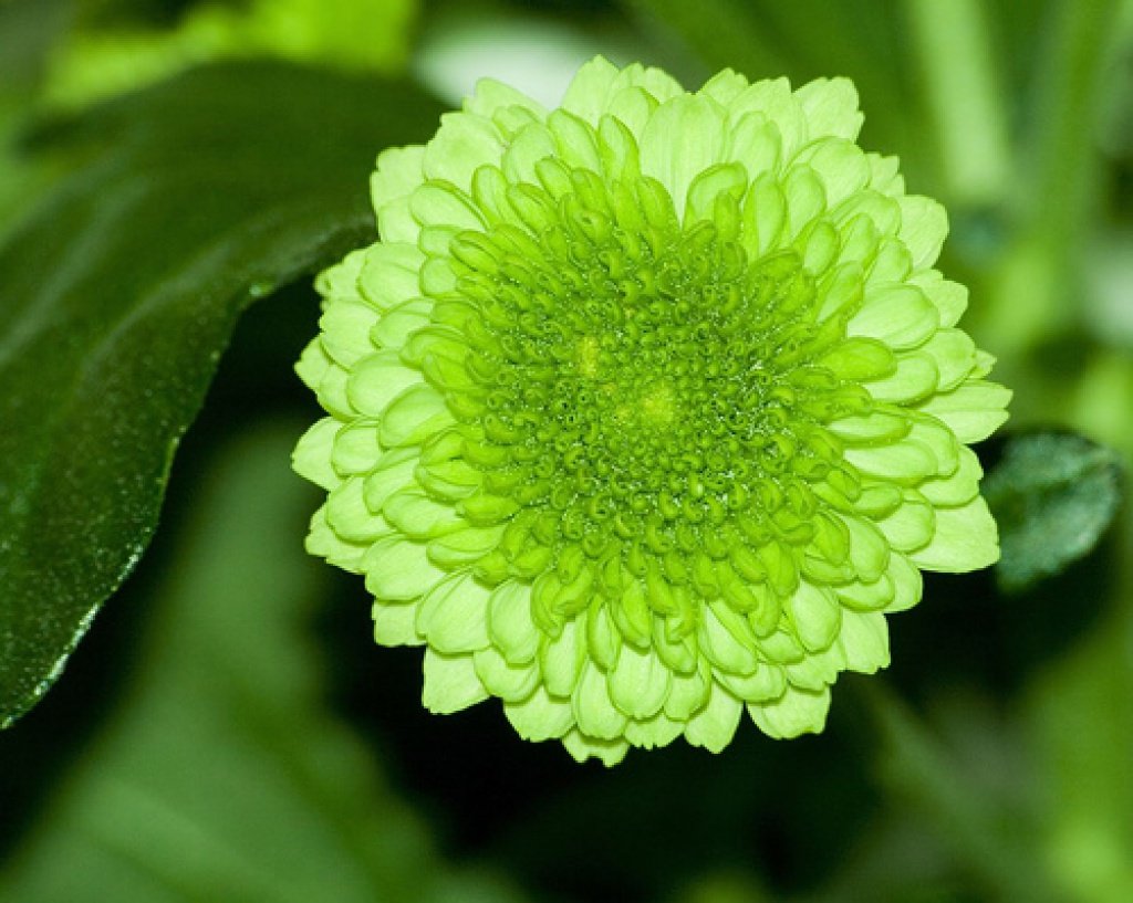 Хризантема Jade Green