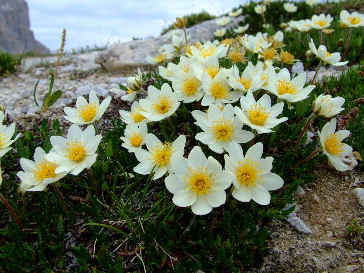 Дриада Восьмилепестковая Dryas octopetala