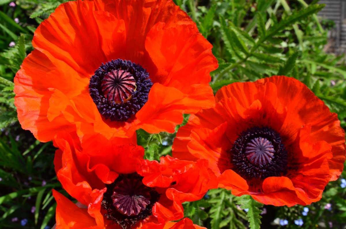 Мак Восточный (Papaver orientale)
