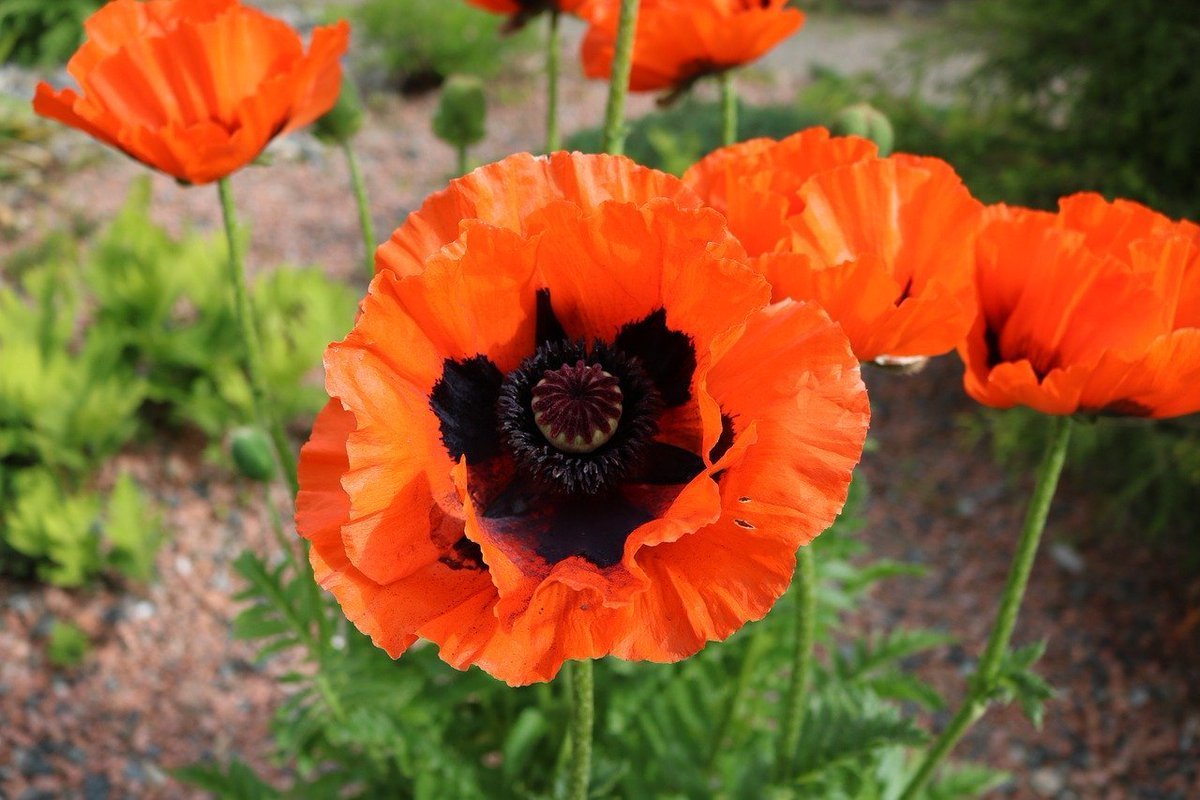 Мак Восточный (Papaver orientale l.)
