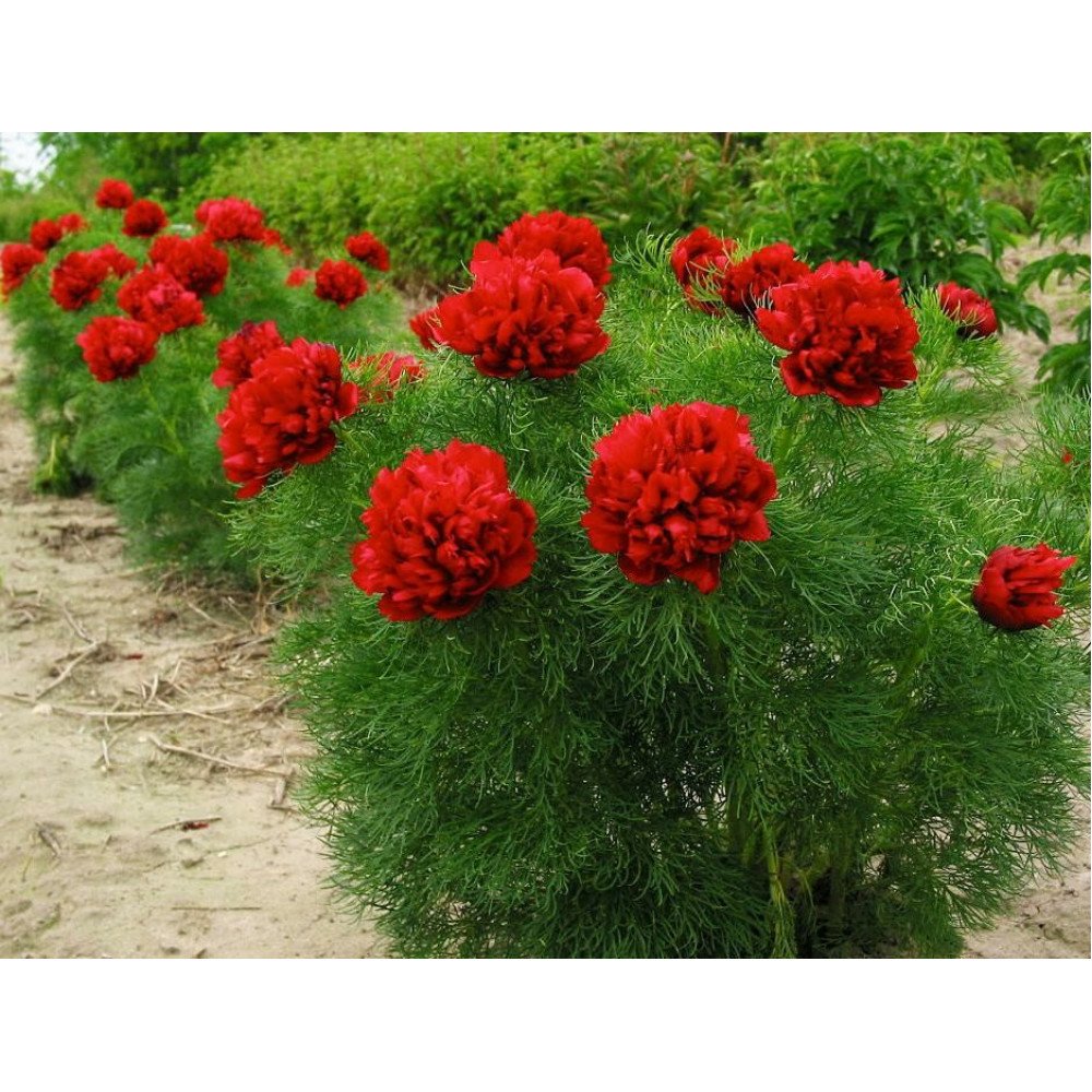 Пион тонколистный rubra Plena