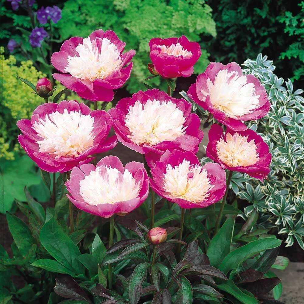 Пион Bowl of Beauty