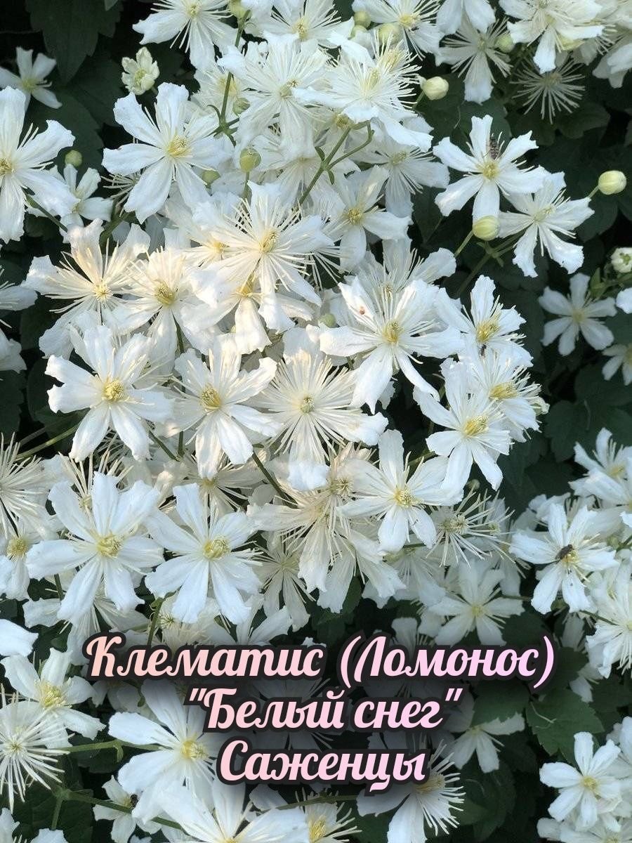 Клематис фаргезиоидес