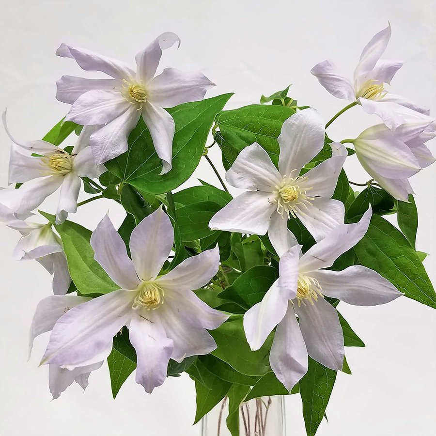 Клематис Файрфлейм
