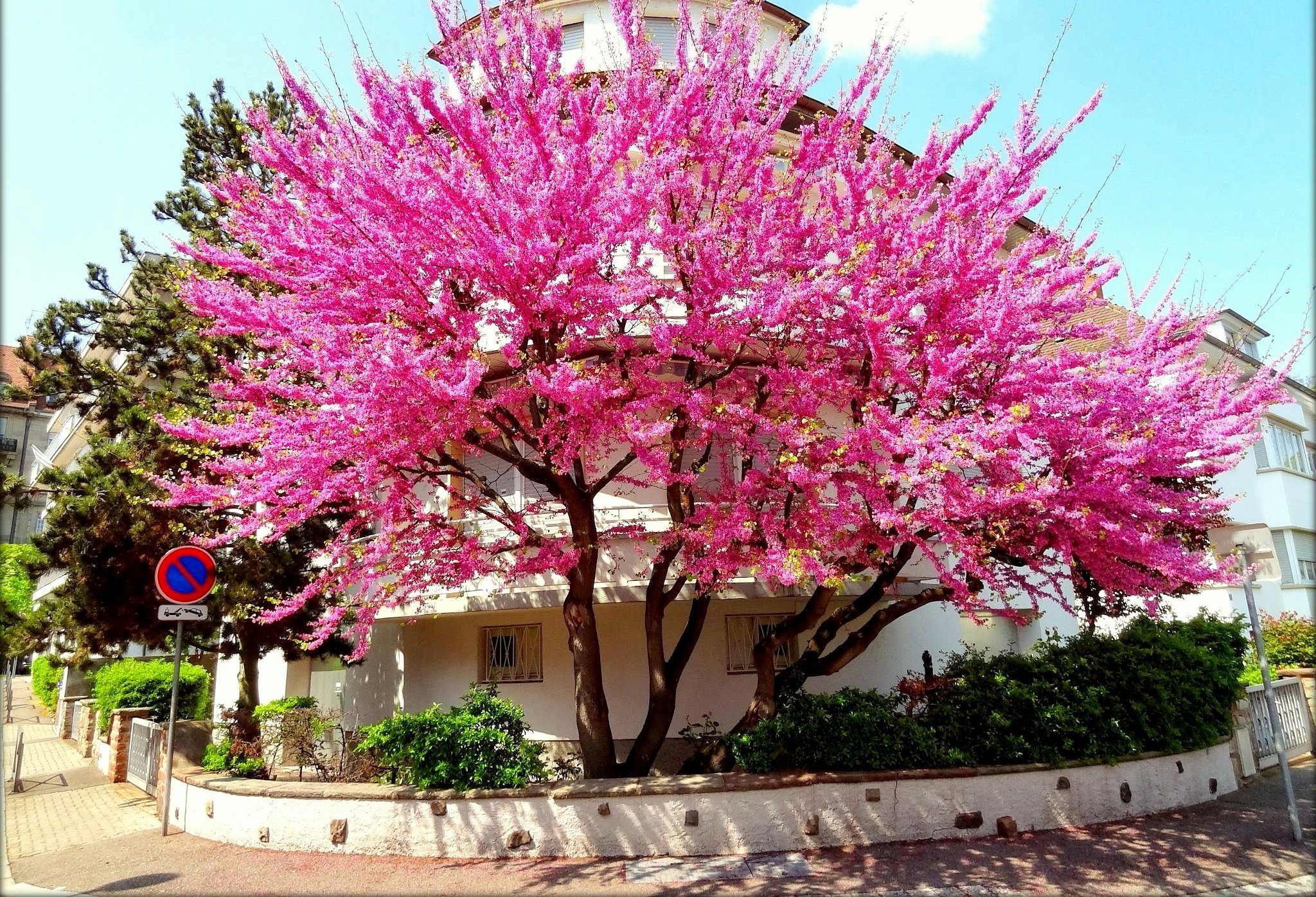 Розовое цветущее дерево название. Баньян дерево цветение. Сакура Делоникс. Красивоцветущие деревья. Земляничное дерево, железное дерево, шелковая Акация, рододендрон.