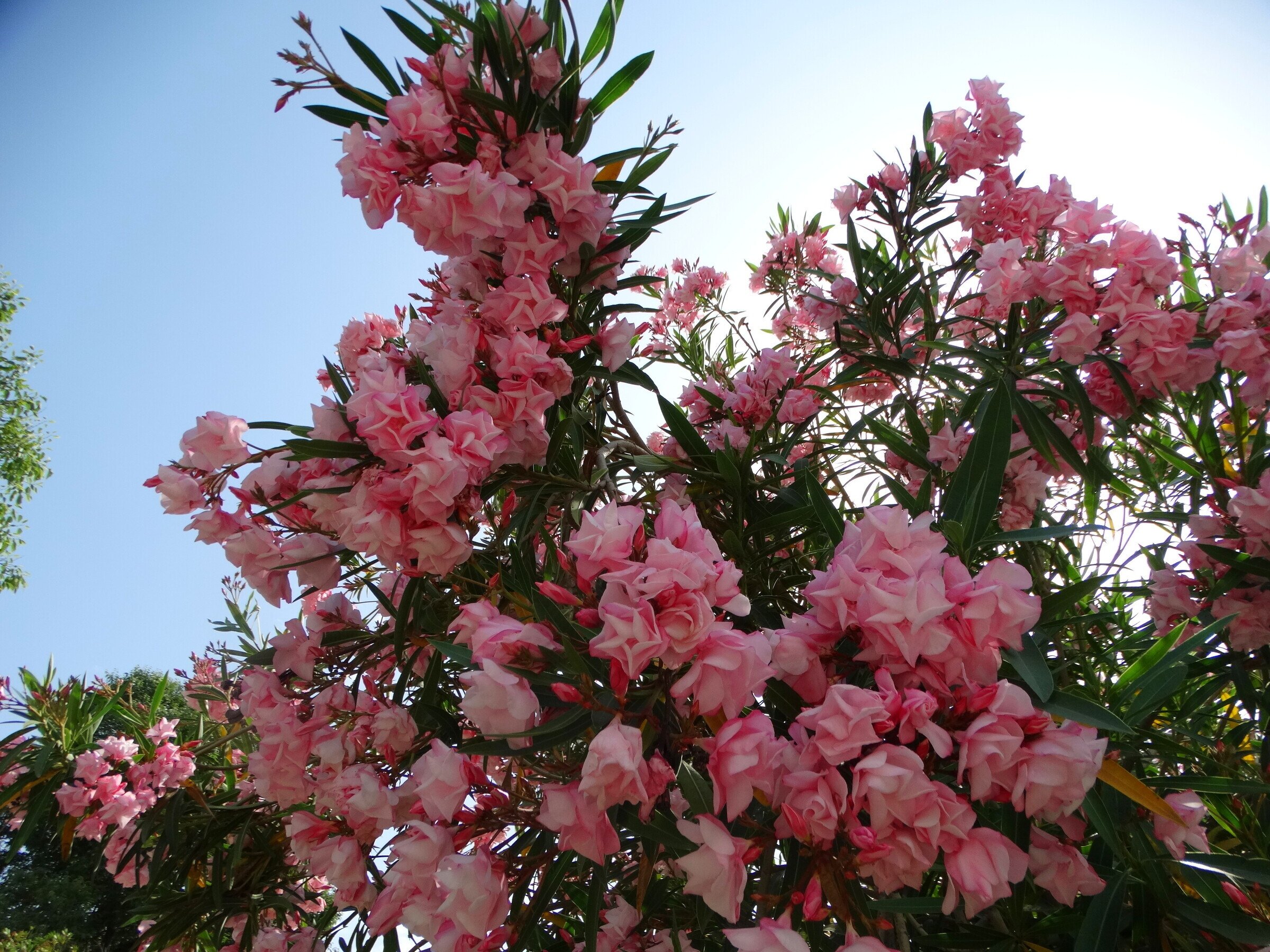 Розовое дерево в сочи