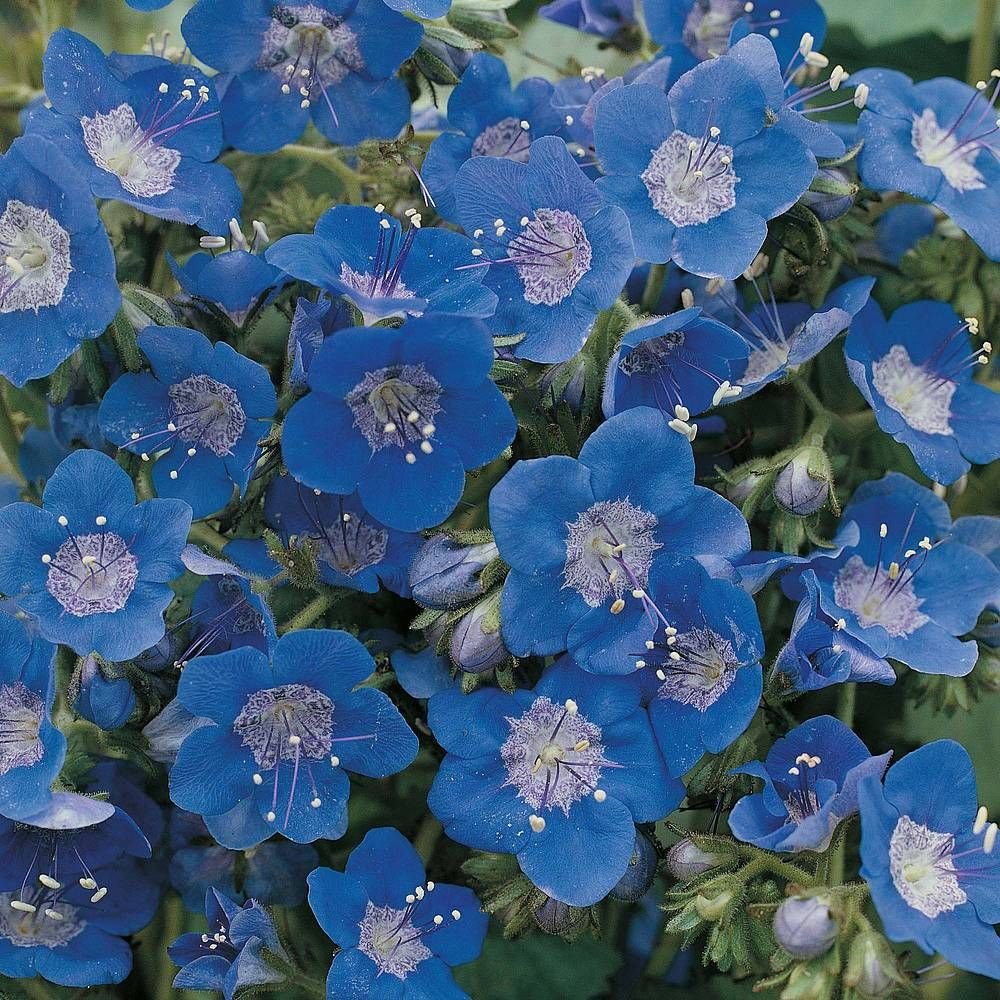 Однолетние голубые цветы