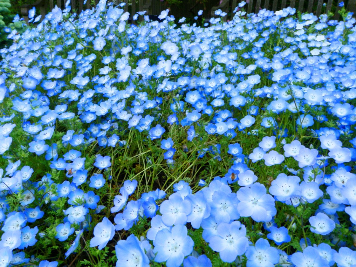 Nemophila menziesii