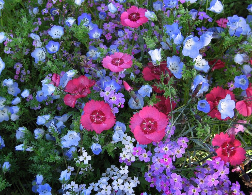 Dianthus gratianopolitanus grandiflorus