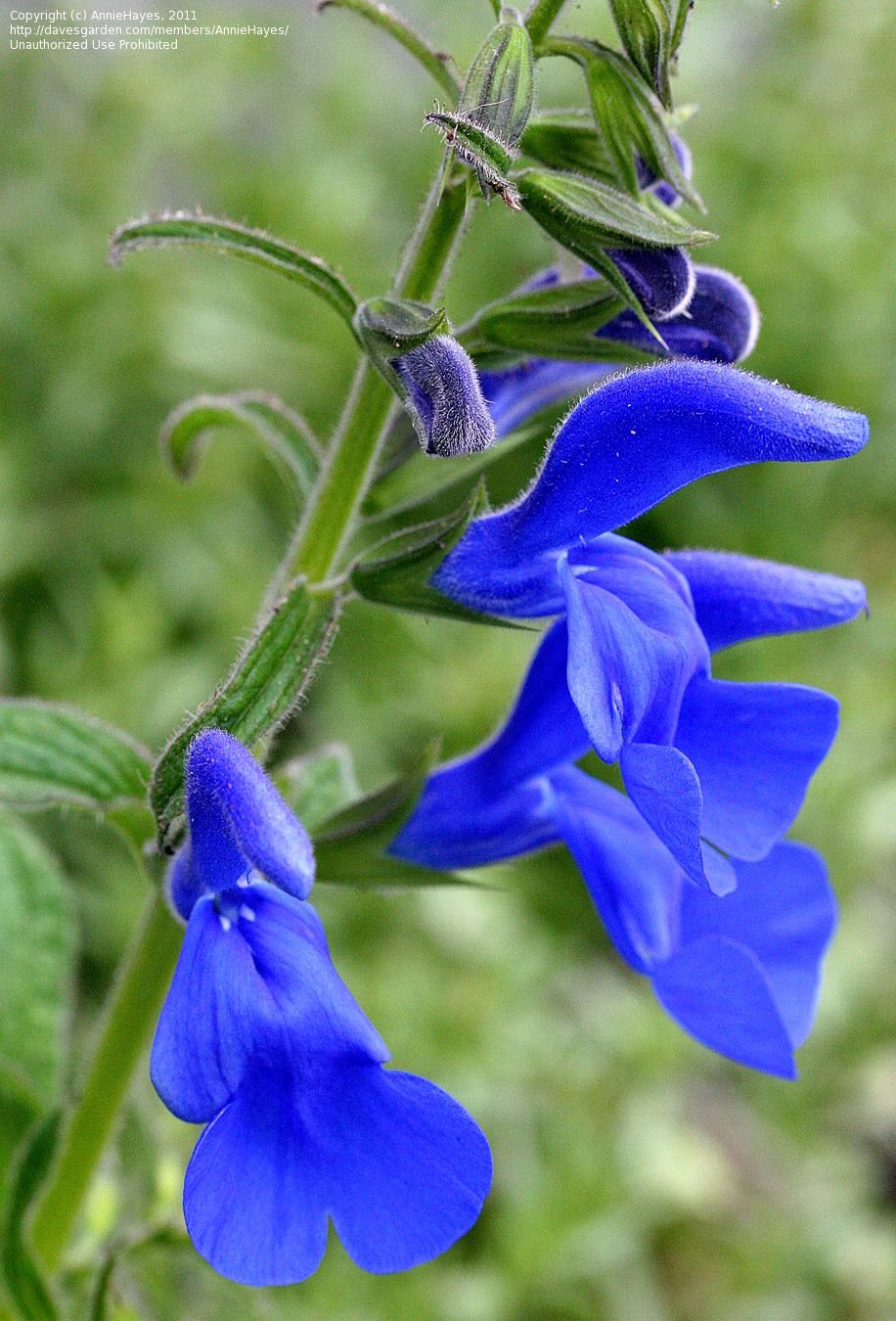Сальвия голубая (Salvia azurea)