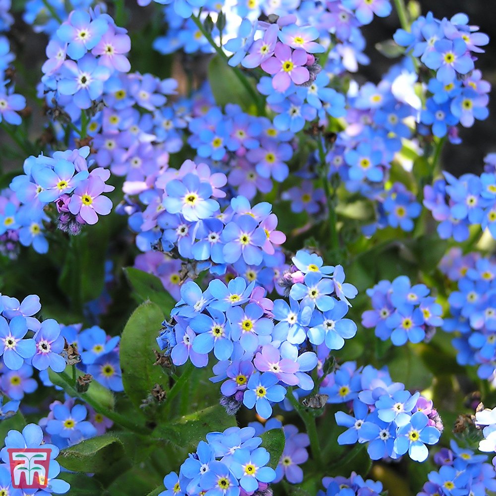 Незабудка Лесная Myosotis sylvatica
