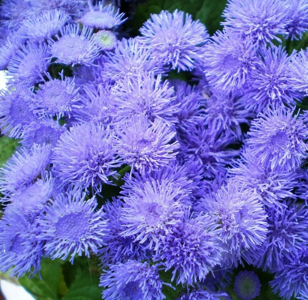 Агератум Хоустона (Ageratum houstonianum)