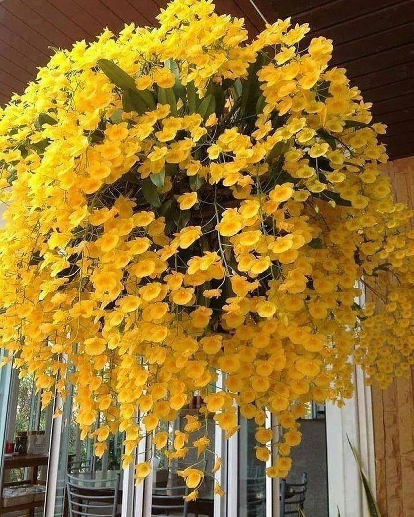 Ампельные Дендробиумы