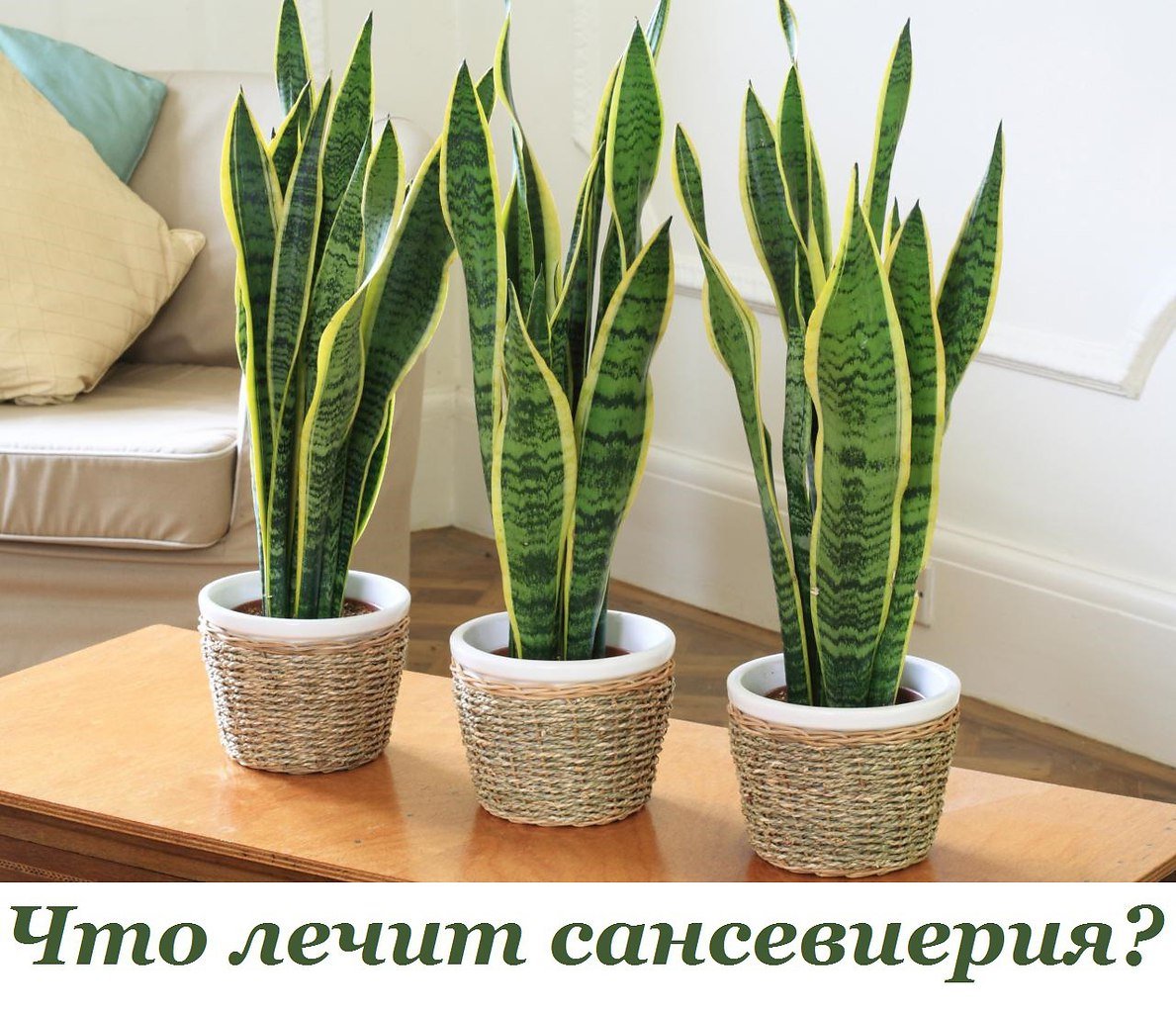 Сансевиерия щучий хвост