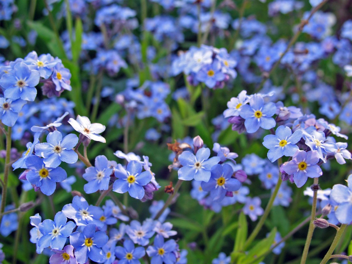 Незабудка Полевая (Myosotis arvensis)