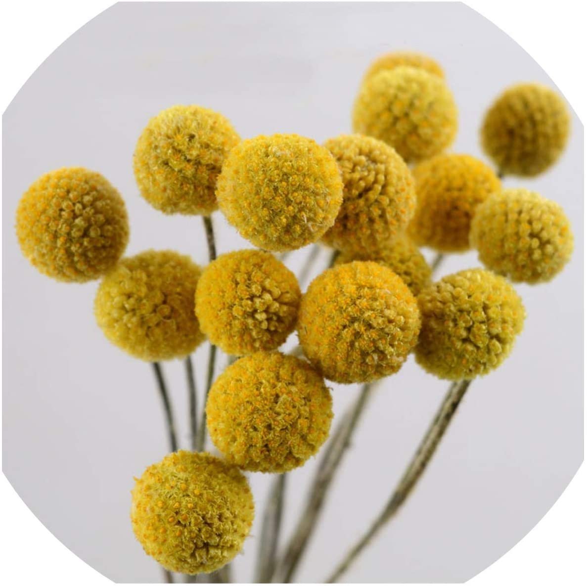 Желтые цветы круглые шарики