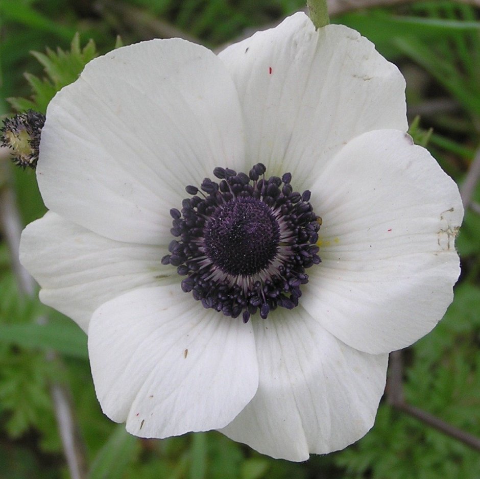 Анемон, ветреница (Anemone)