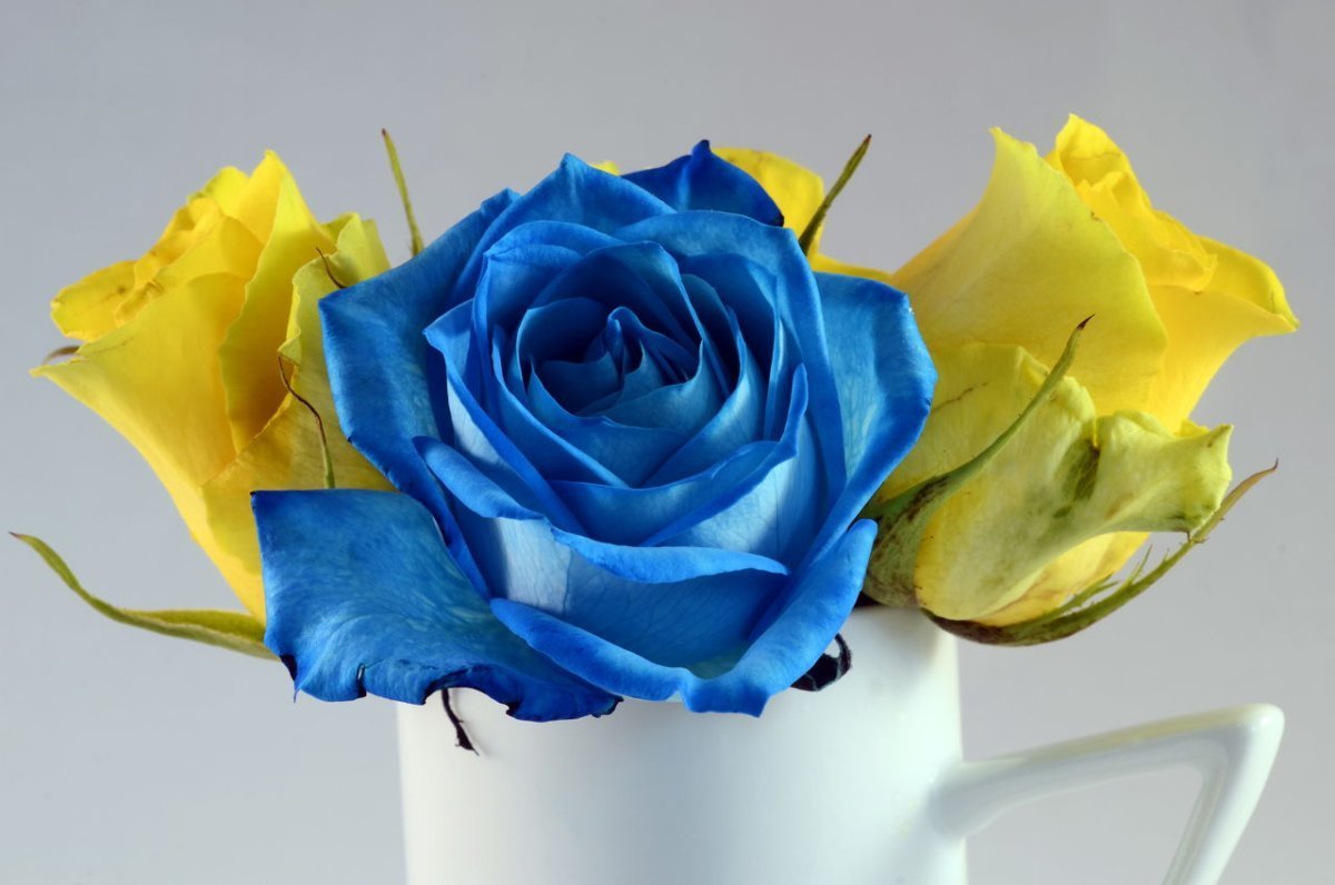Цветок с желтыми и синими цветами