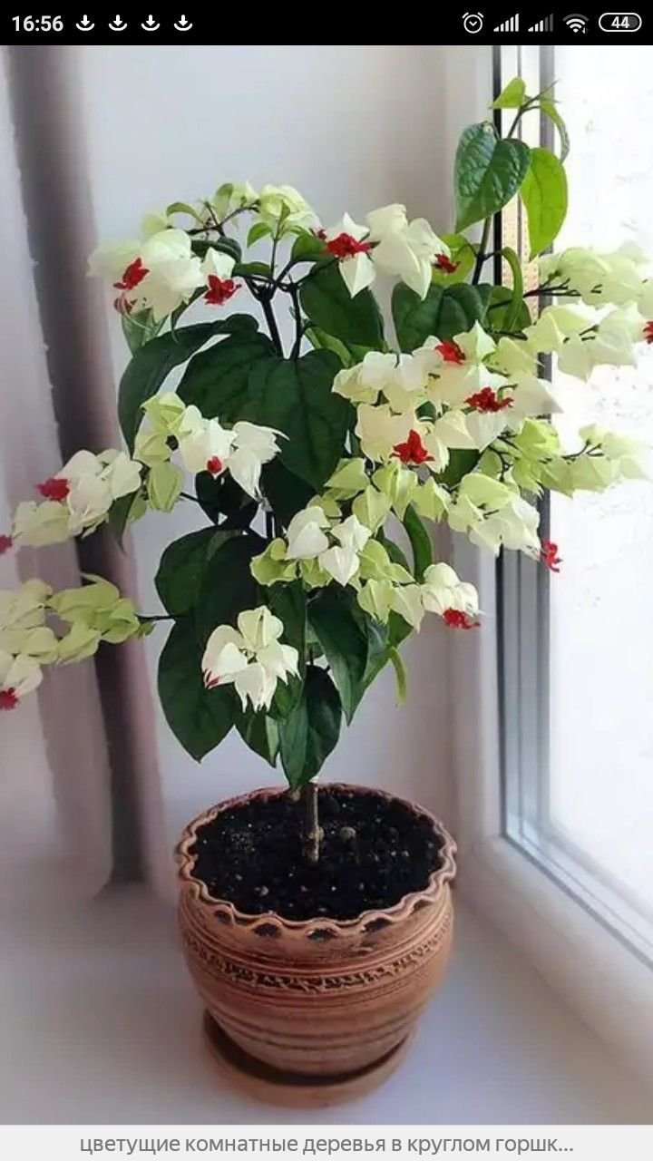 Клеродендрум Томпсона