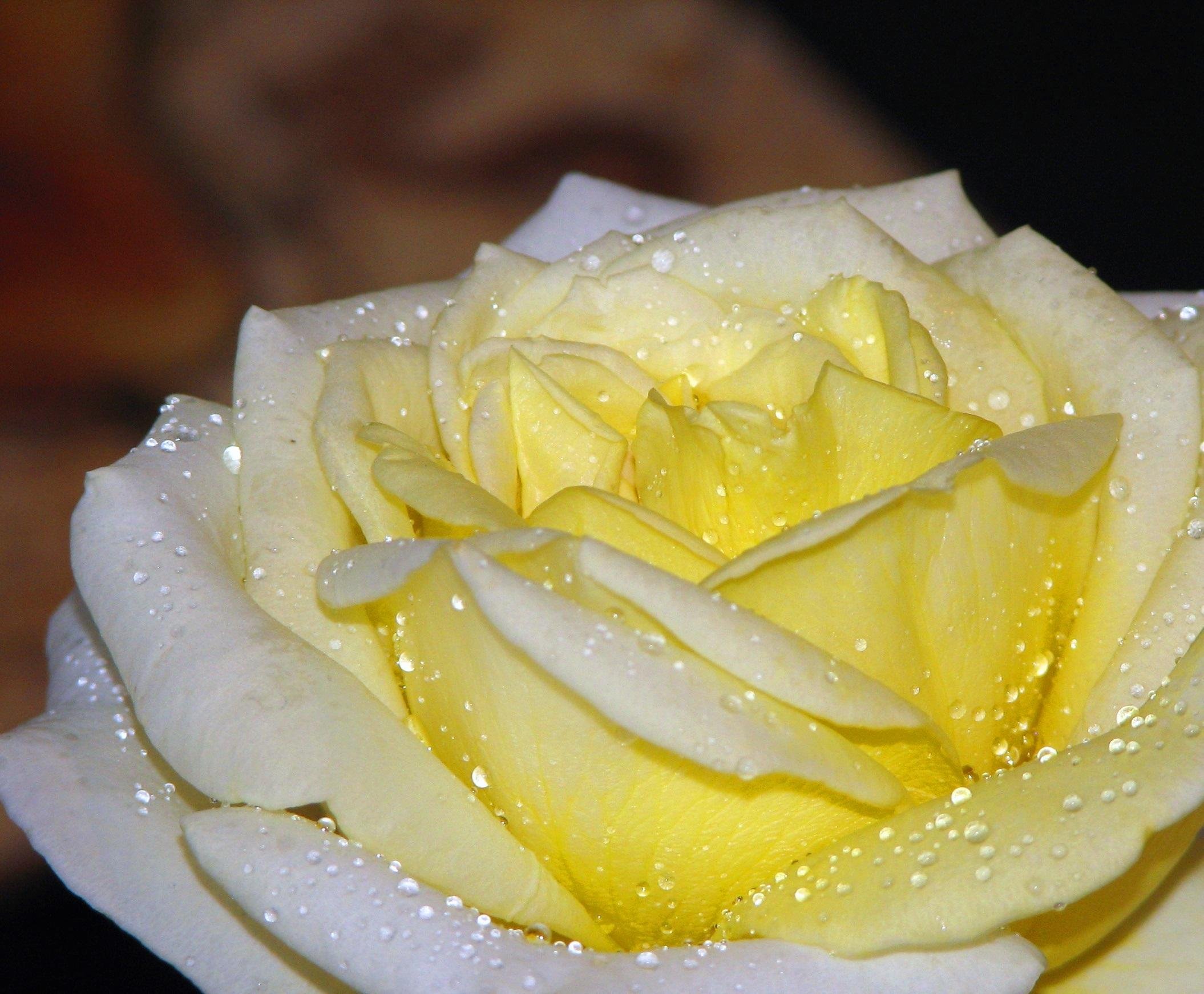 Желтоватые или розовые лепестки. Желтые розы. Белые и желтые розы.