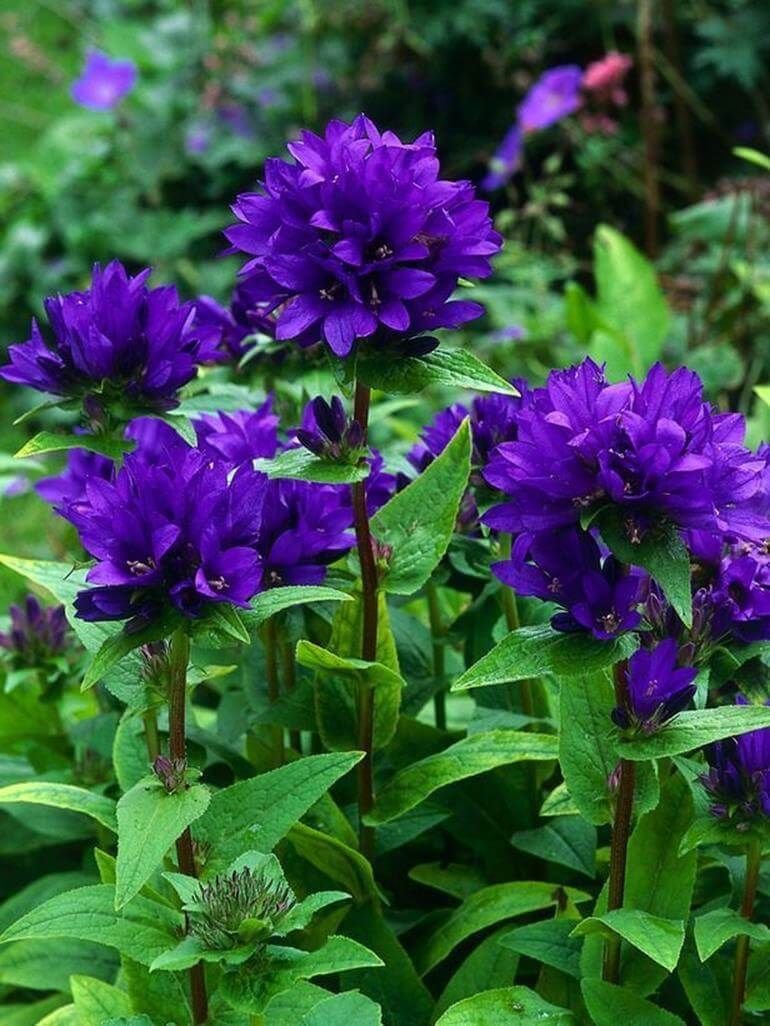 Колокольчик скученный Campanula glomerata