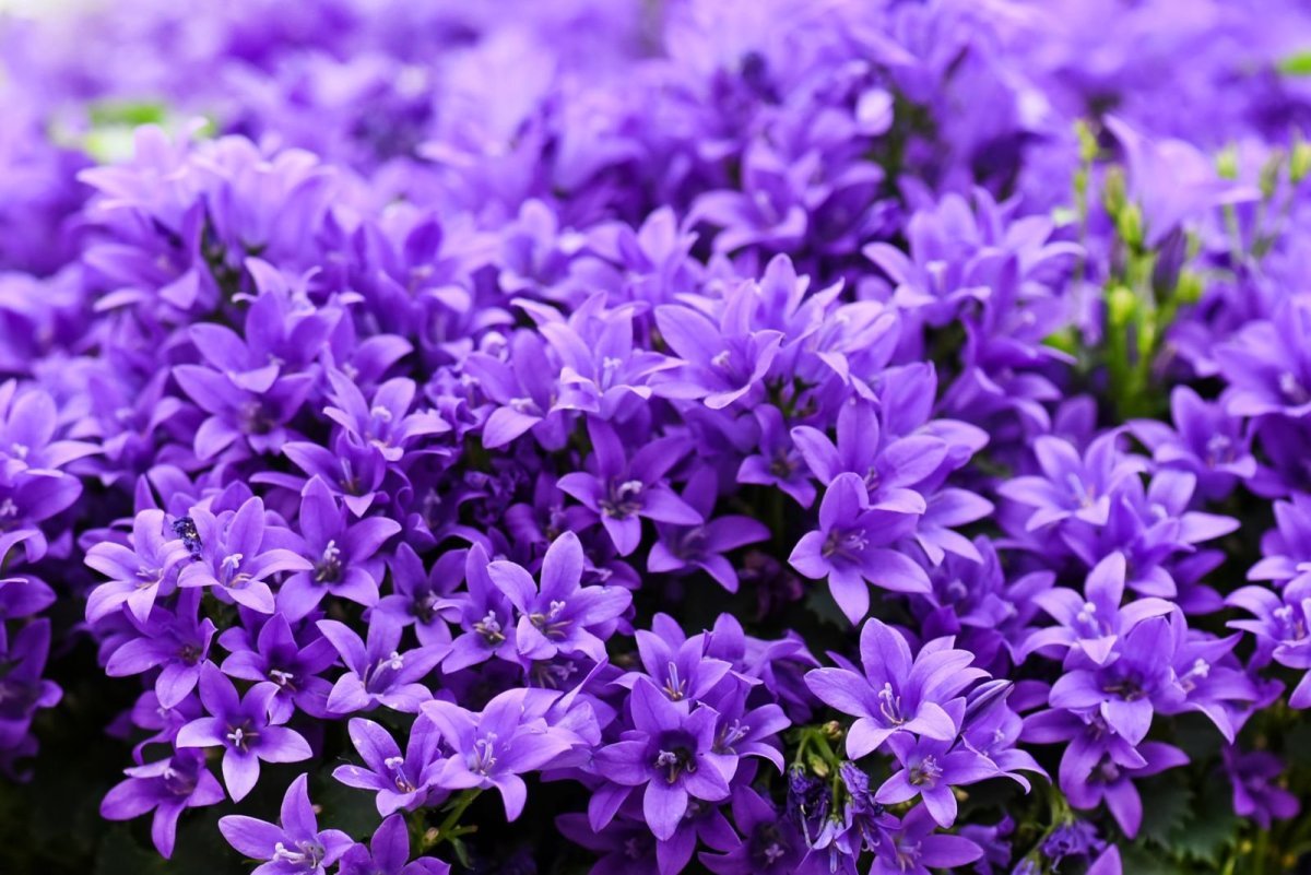 Фиолетовые цветы многолетники