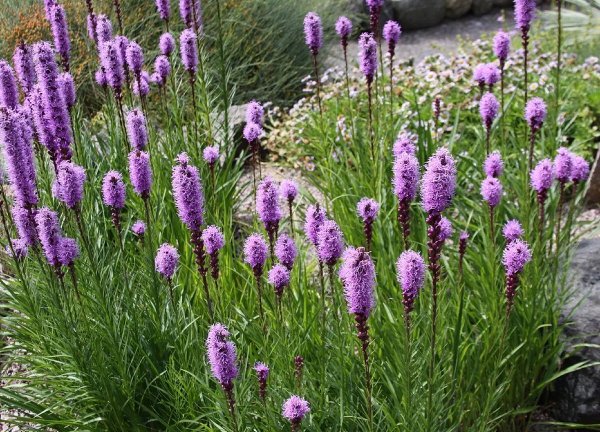 Лиатрис spicata