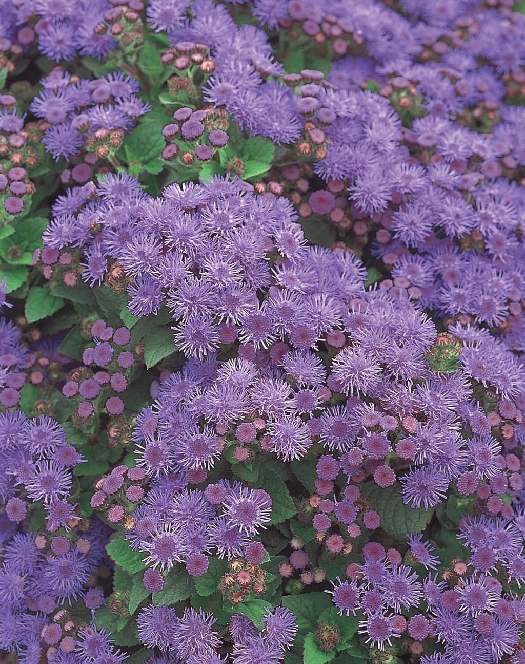 Агератум Purple fields