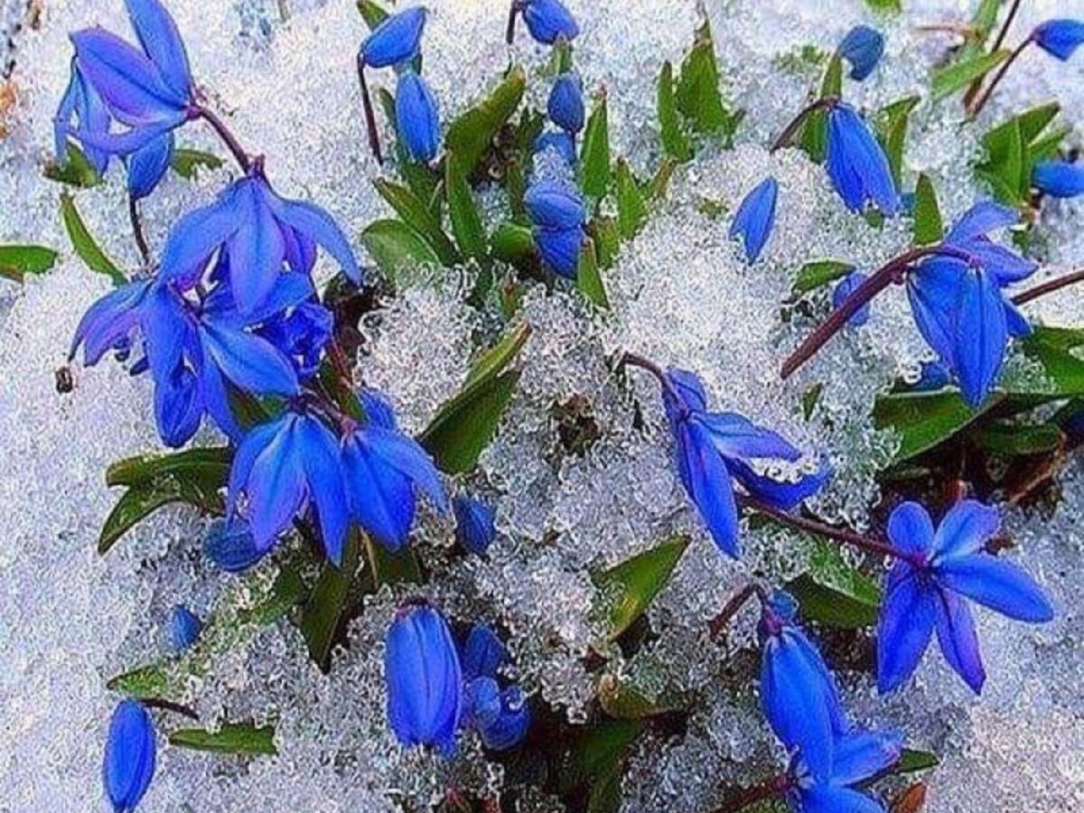 Ранние весенние голубые цветы