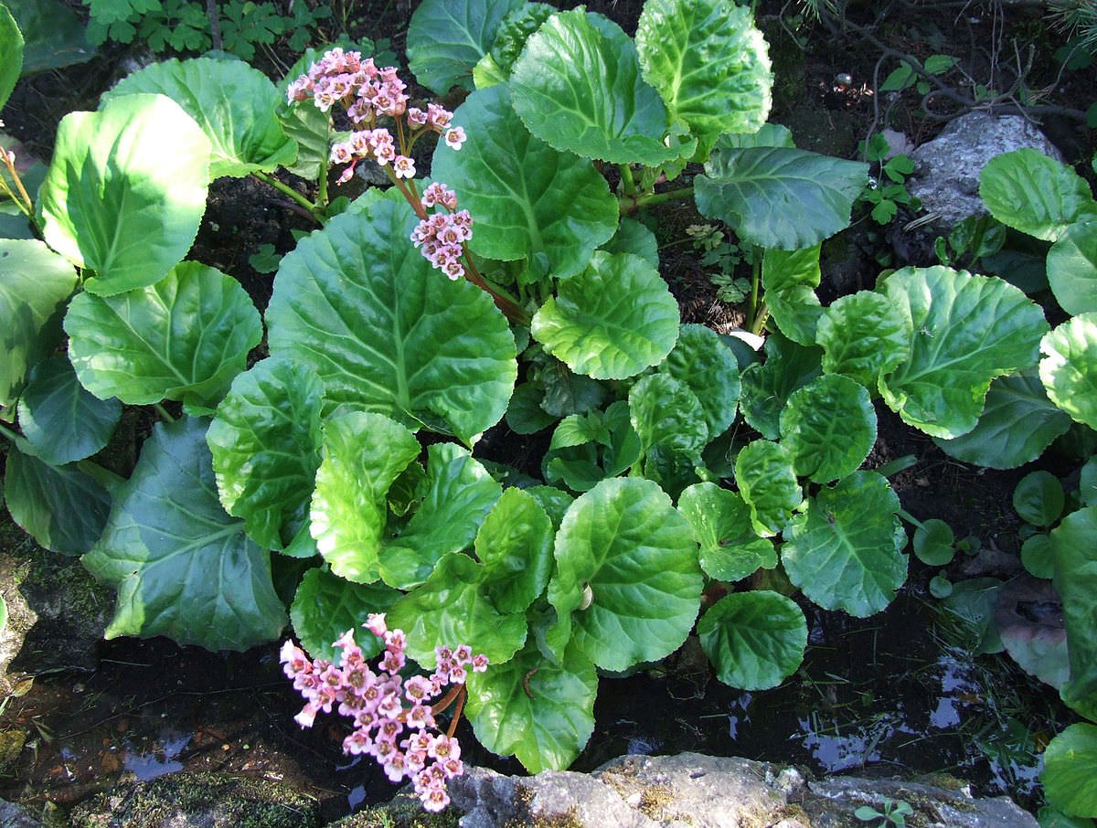 Бадан толстолистный Bergenia crassifolia