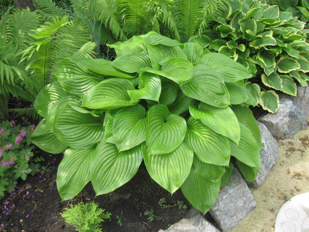 Хоста подорожниковая (Hosta plantaginea)