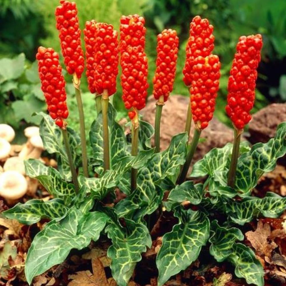 Аронник Италикум (arum Italicum)