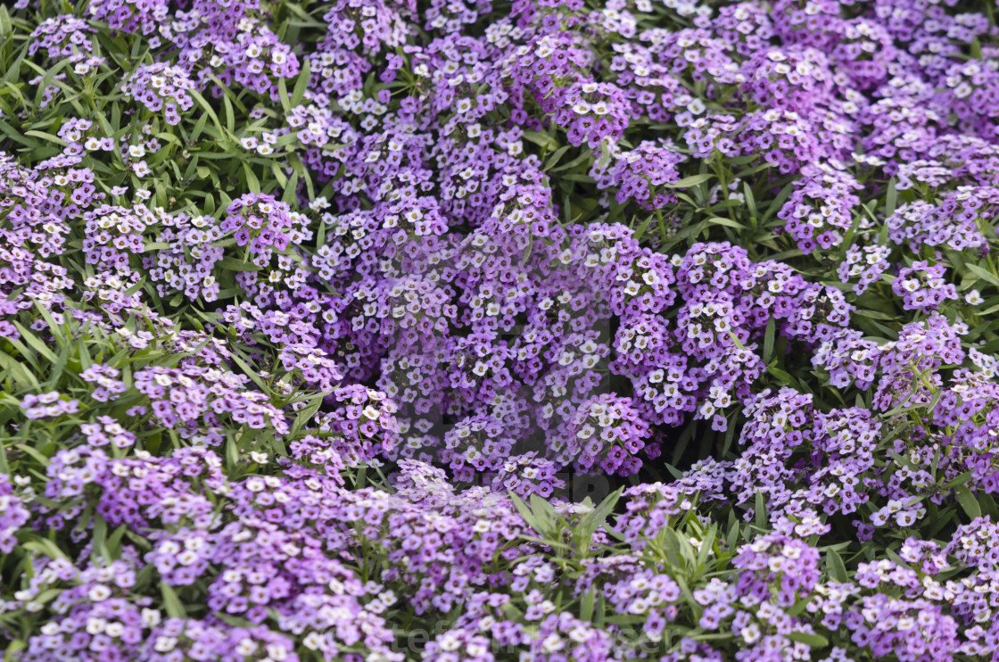 Лобулярия Violetkonigin