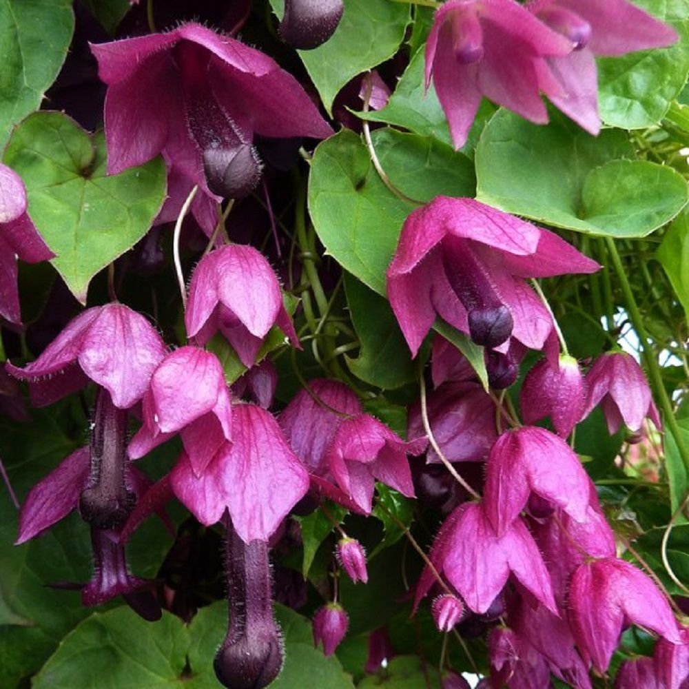 Rhodochiton atrosanguineus