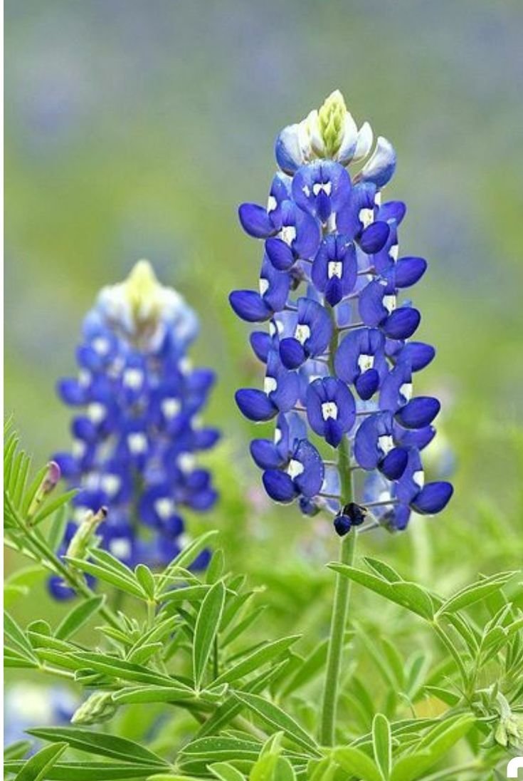Люпины Bluebonnet