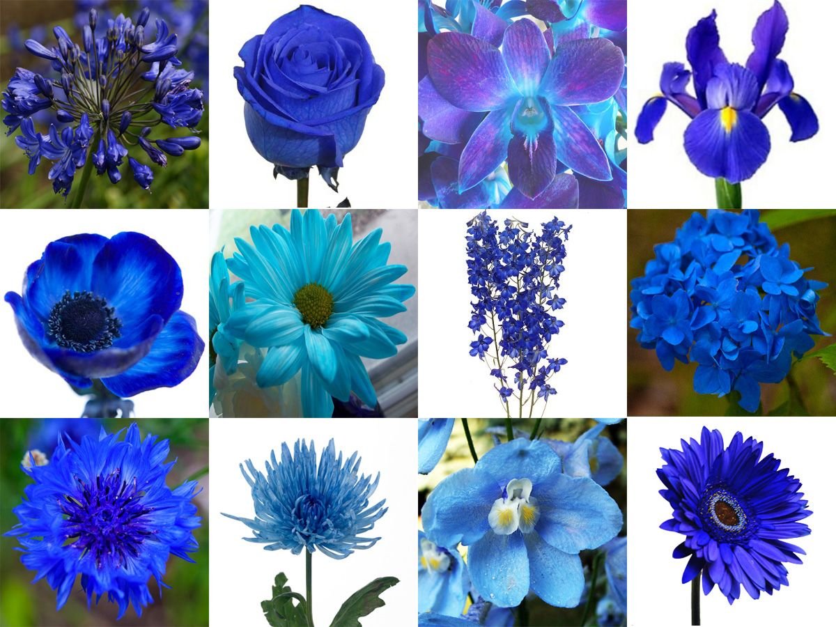 Виды голубого. Голубые цветы названия для букета. Синие цветы букет название. Синий цвет ассоциации названия. Модные название цветов в синих тонах.