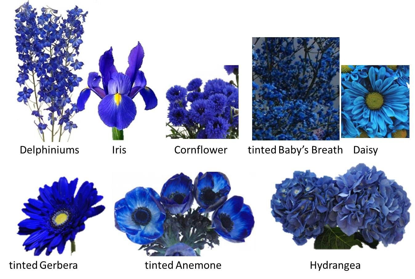 Синие цветы на языке цветов. Дельфиниум голубой срезка. Синие цветы. Синие цветы названия. Синие цветы срезка.