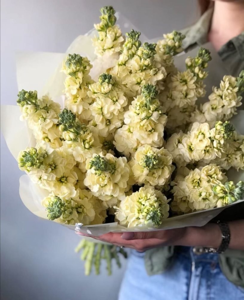 Маттиола лимонная