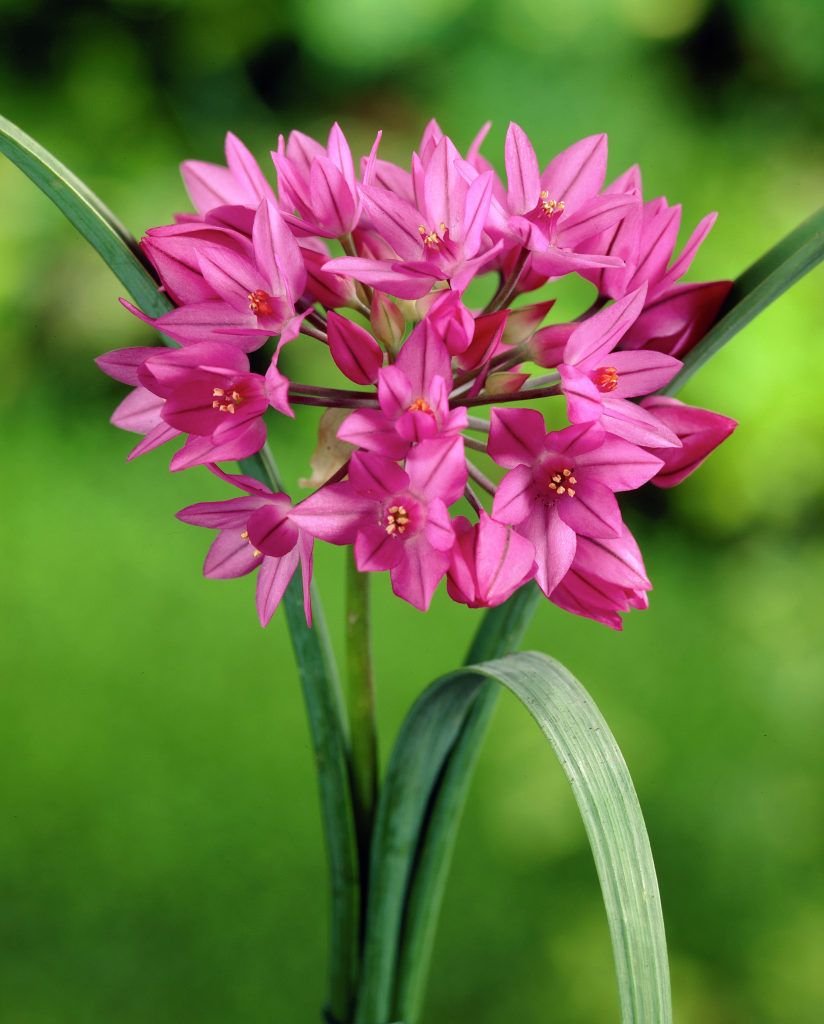 Аллиум горолюбивый / Островского Allium oreophilum