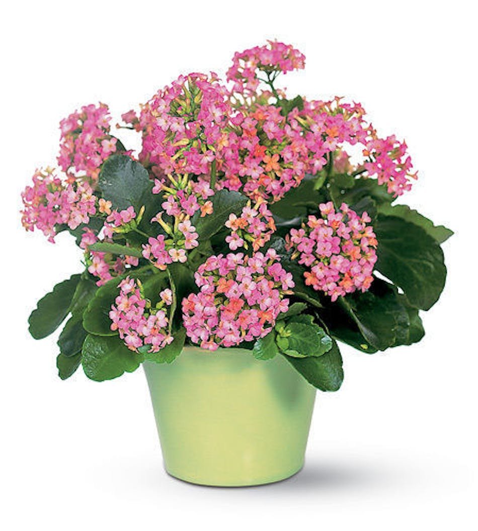 Kalanchoe (каланхоэ) Plants