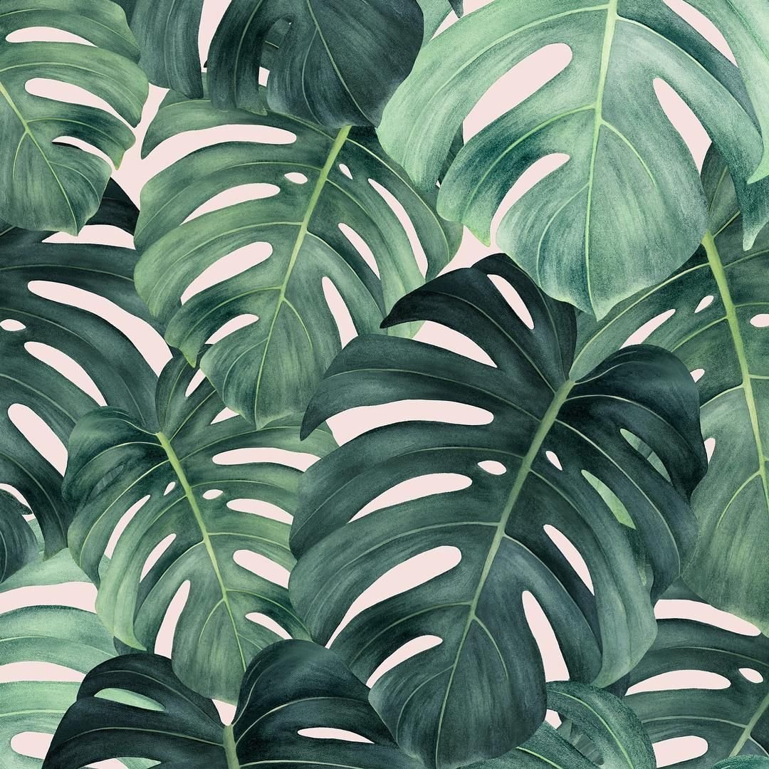 Тропические лист Monstera
