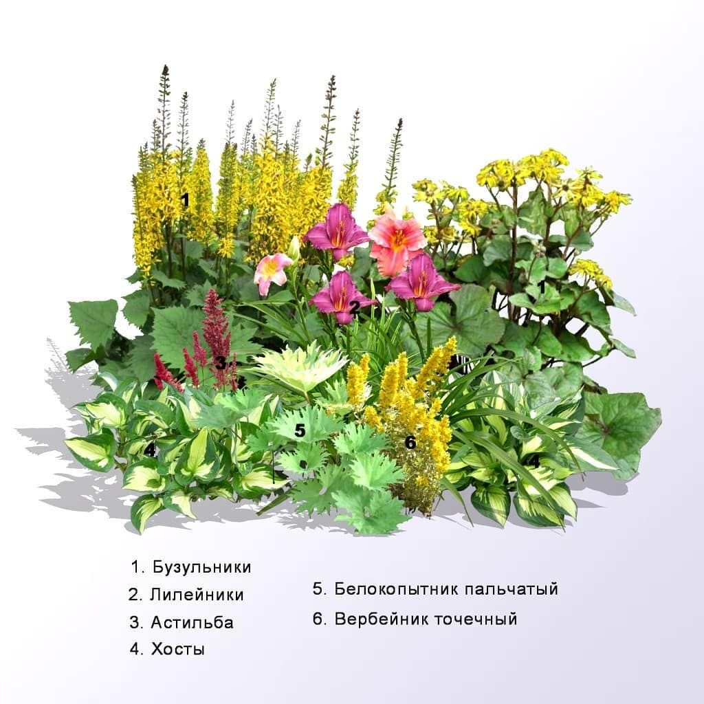 Клумба из влаголюбивых растений